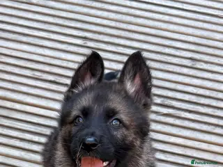 German Shepherd dogs Ready to leave KC German shepherd - Advert 1