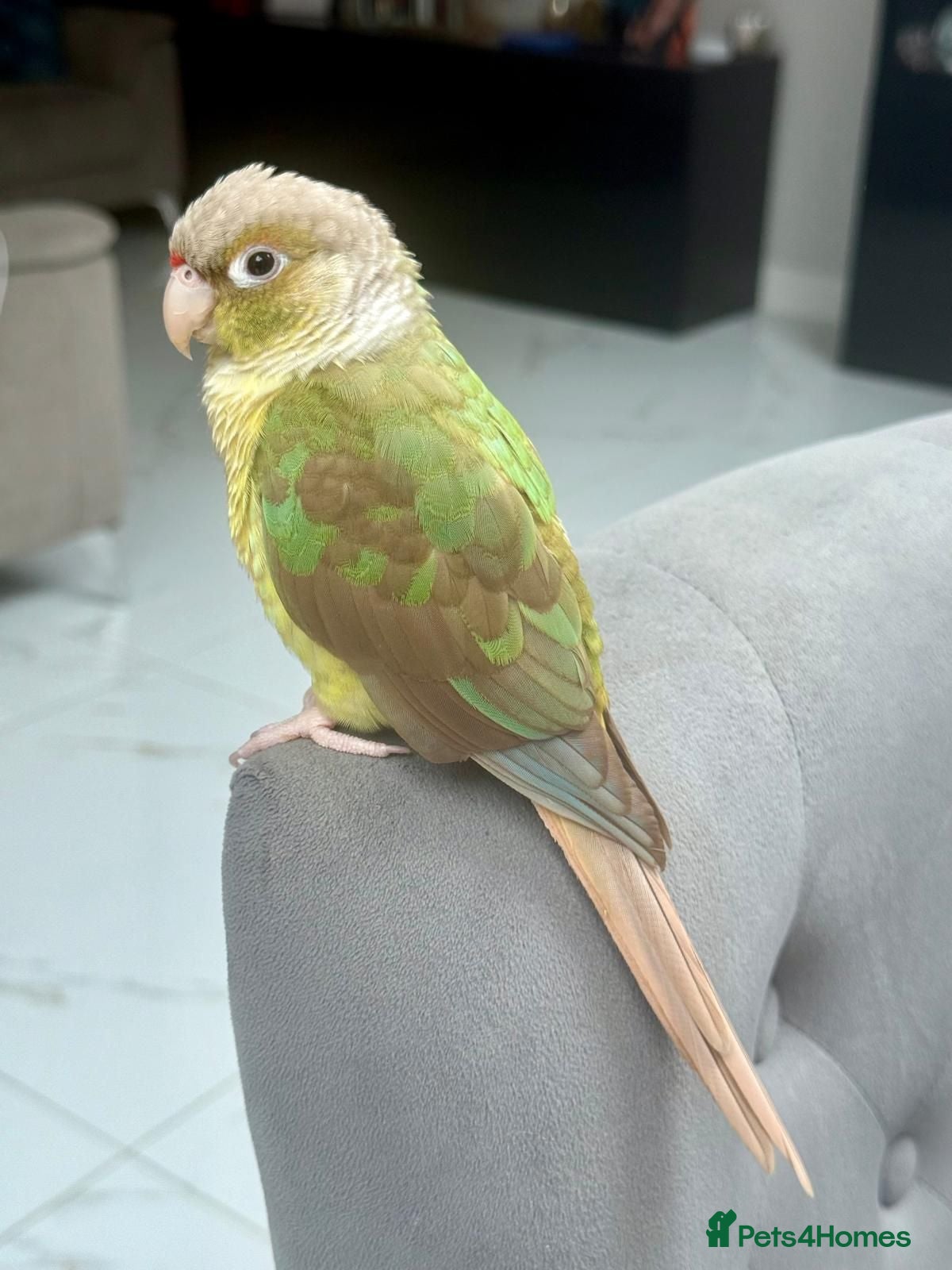 Conures birds Cooper Pineapple Conure  - Advert 2