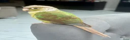 Conures birds for sale: Cooper Pineapple Conure  in Upminster - Advert 1
