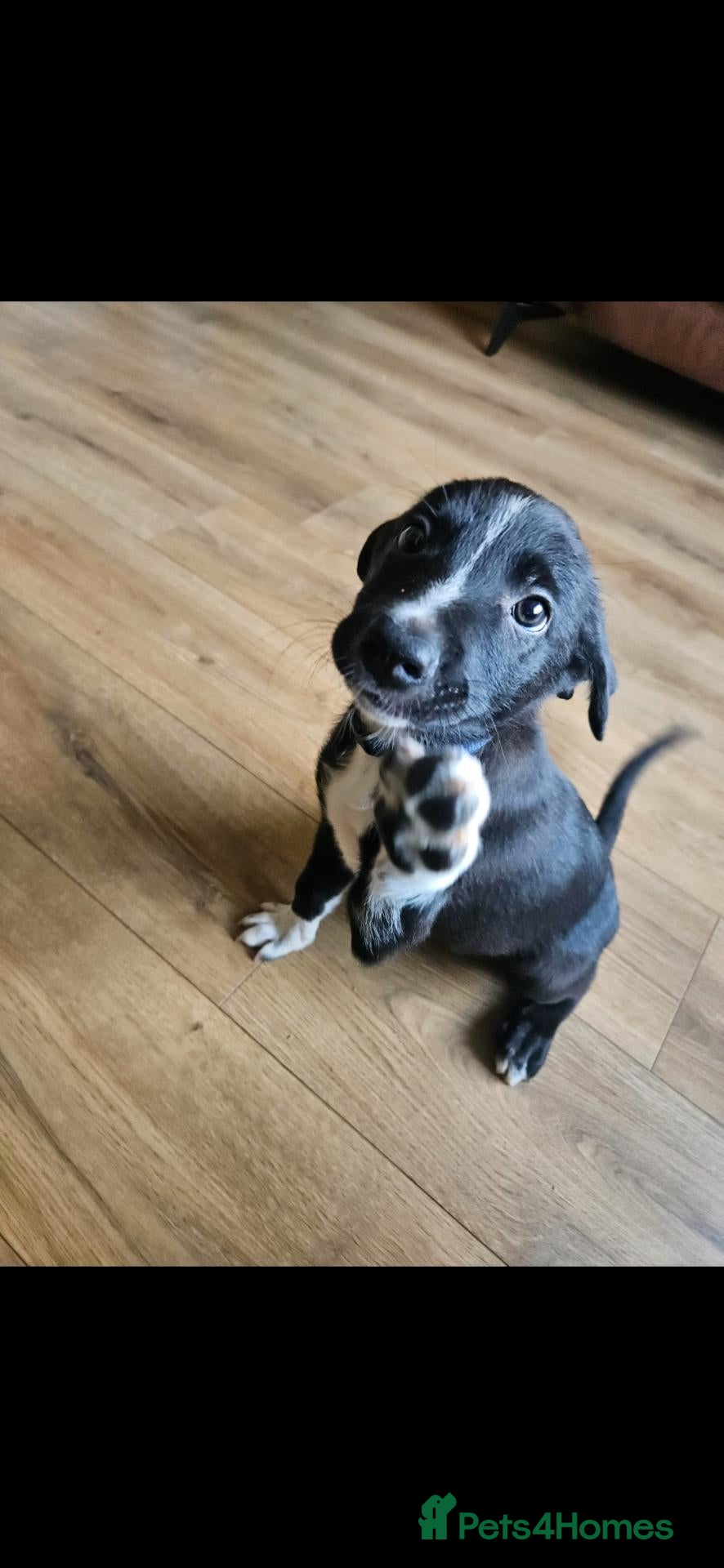 Border Collie dogs Active puppies looking for homes - Advert 2