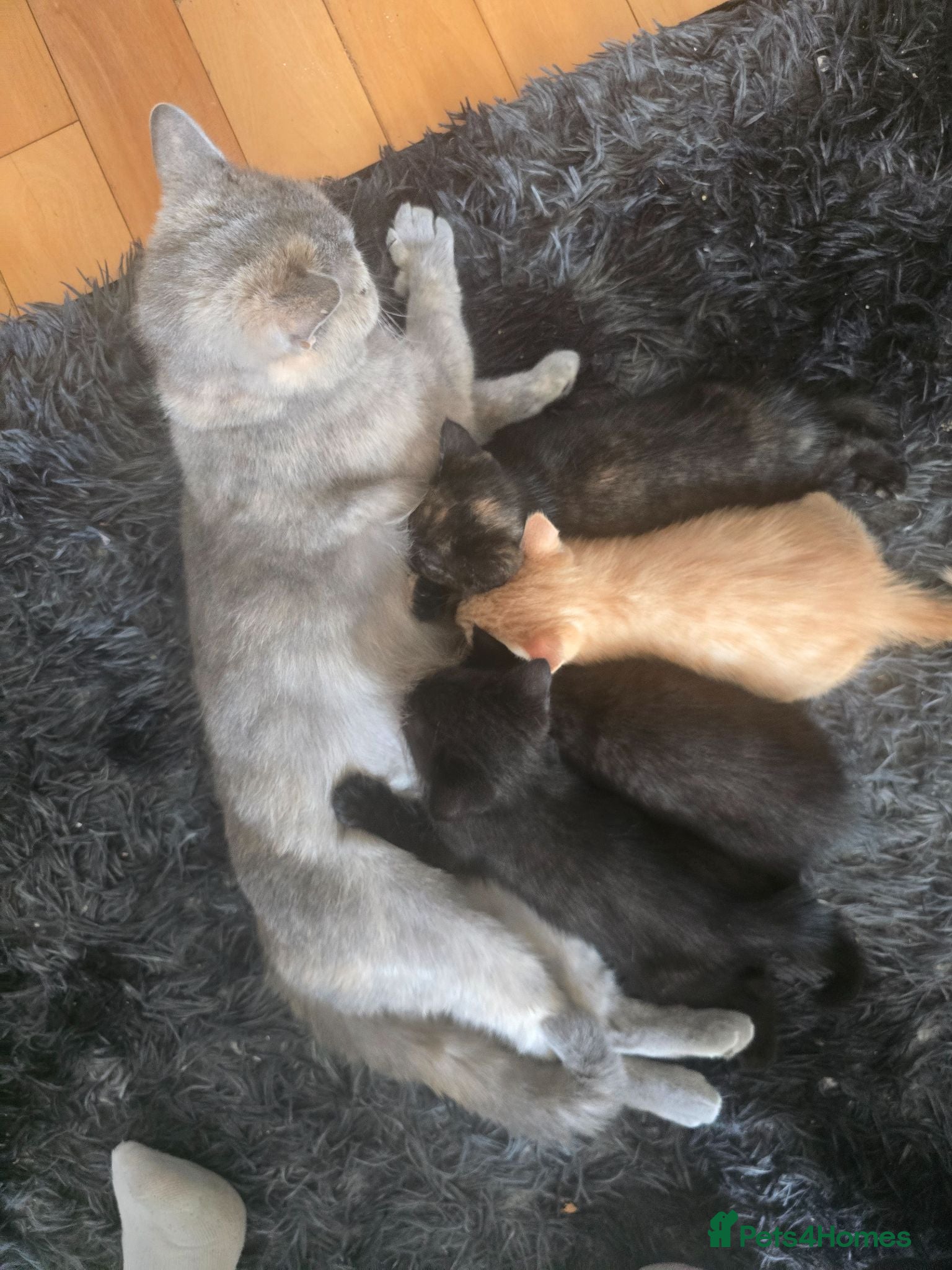 British Shorthair cats British shorthair kitten - Advert 2