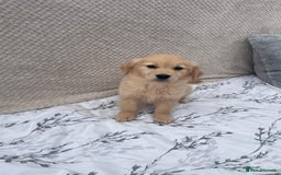 Golden Retriever dogs for sale: Golden retriever puppies  - Image 5