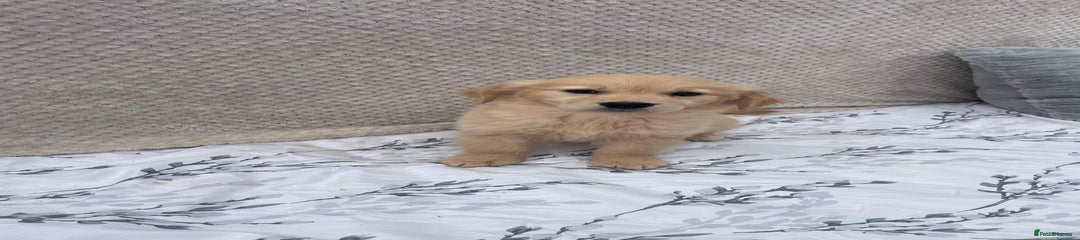 Golden Retriever Puppy 1