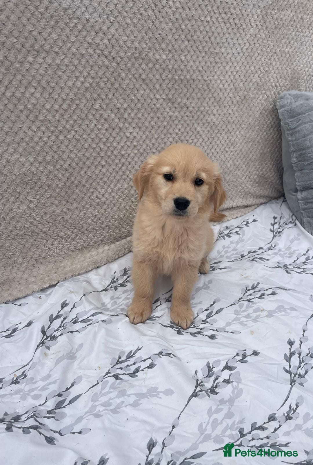 Golden Retriever dogs for sale: Golden retriever puppies  - Image 5