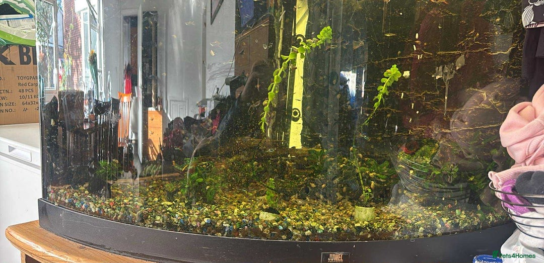 Snails fish for sale: Guppy’s and snails  - Image 1