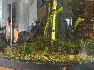 Snails fish - Advert 2