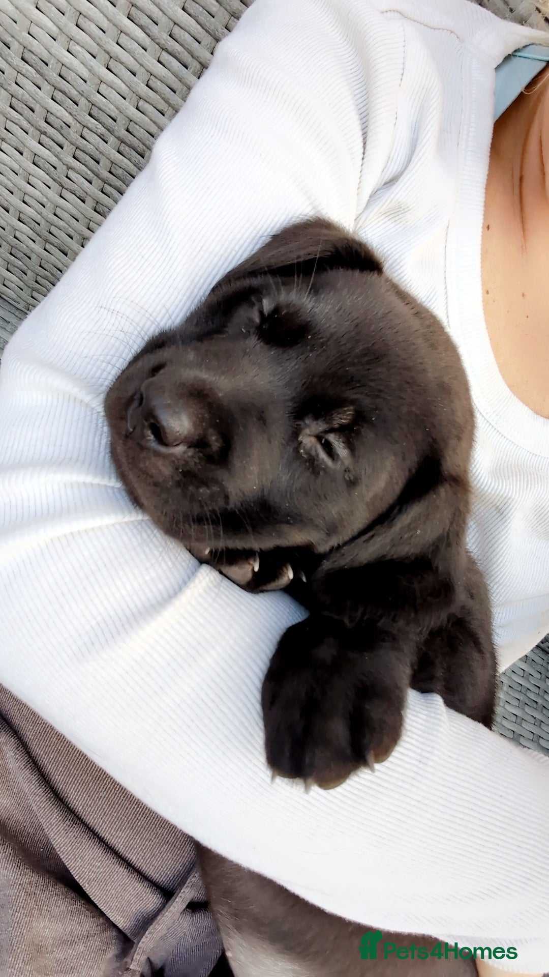 Labrador Retriever dogs Stunning Black Labrador Puppies-Ready 1st April - Advert 1