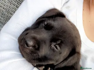 Labrador Retriever dogs Stunning Black Labrador Puppies-Ready 1st April - Advert 1