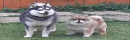 Pomsky dogs for sale: Micro F4 blue pomsky pup's  - Advert 24