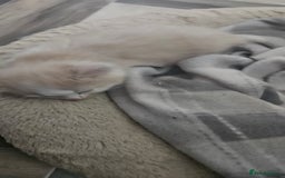 Mixed Breed cats for sale: 2 Long Hair Kittens Ready For Their Forever Homes - Image 4