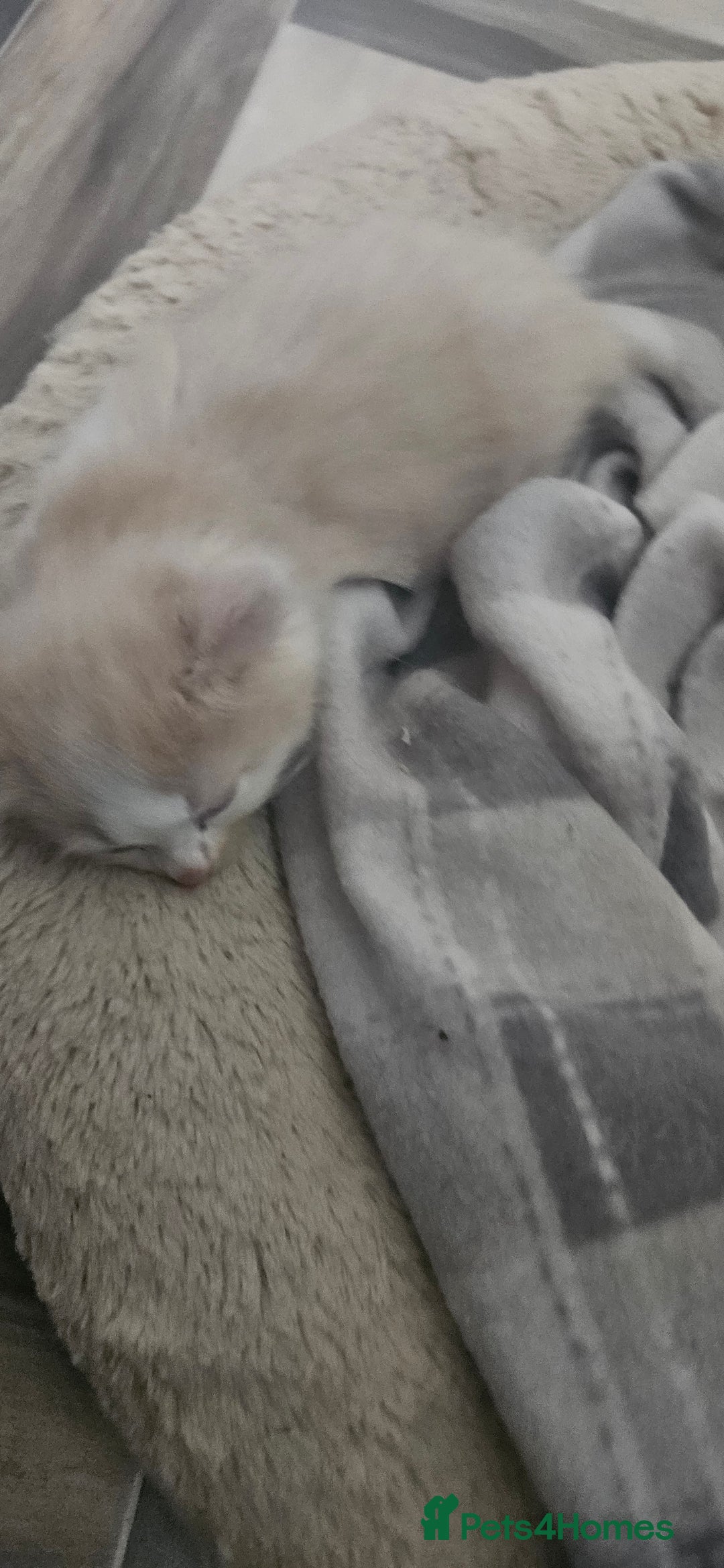 Mixed Breed cats for sale: 2 Long Hair Kittens Ready For Their Forever Homes - Image 4
