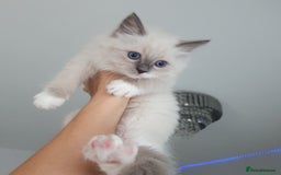 Ragdoll cats for sale: The cutest beautiful Ragdoll kittens! Ready :) - Image 9