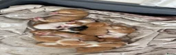 Mixed Breed cats for sale: Beautiful litter kittens (NOT READY YET )  - Advert 5