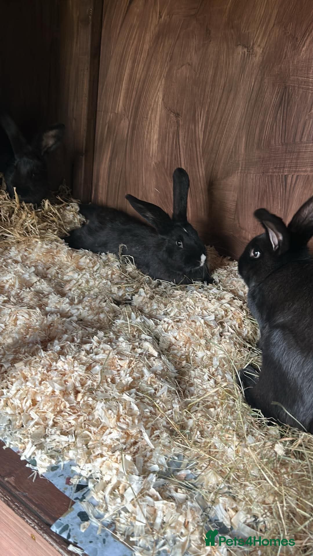 Continental Giant rabbits Un-spayed Trio continental giant sisters  - Advert 1