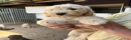 Poodle dogs for sale: Stunning Smaller Moyen Poodle puppies available - Advert 8
