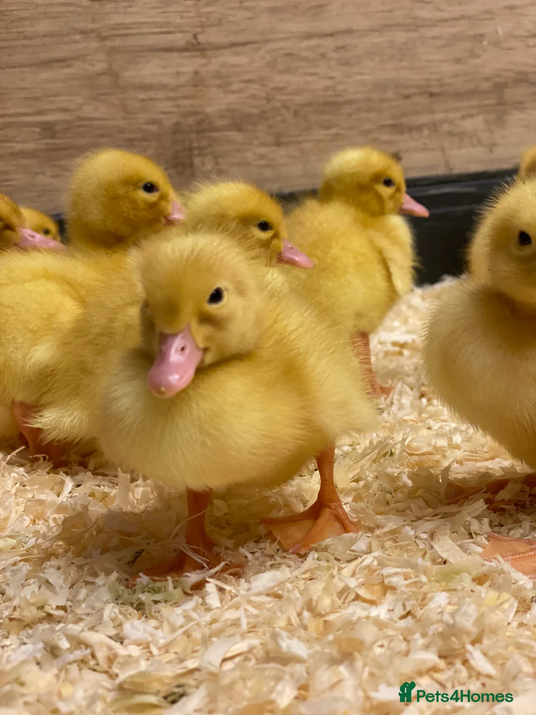 Ducks poultry for sale: Ducklings - White Female Layer Ducks - Advert 1