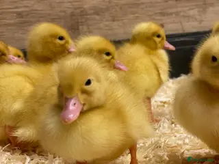 Ducks poultry Ducklings - White Female Layer Ducks - Advert 3