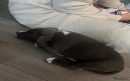 Staffordshire Bull Terrier dogs for sale: ✨ Blue Staffy Pups – Happy, Healthy & Loving!  - Image 33