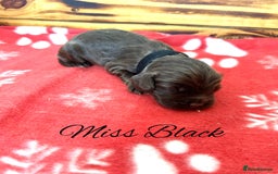 Cocker Spaniel dogs for sale: Outstanding KC Cocker Spaniel Puppies - Image 9