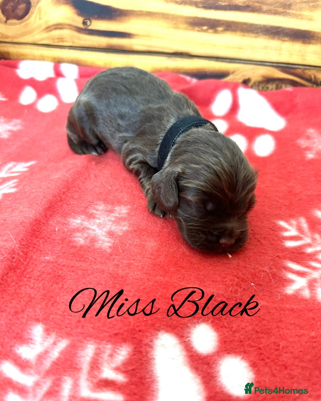 Cocker Spaniel dogs for sale: Outstanding KC Cocker Spaniel Puppies - Image 9