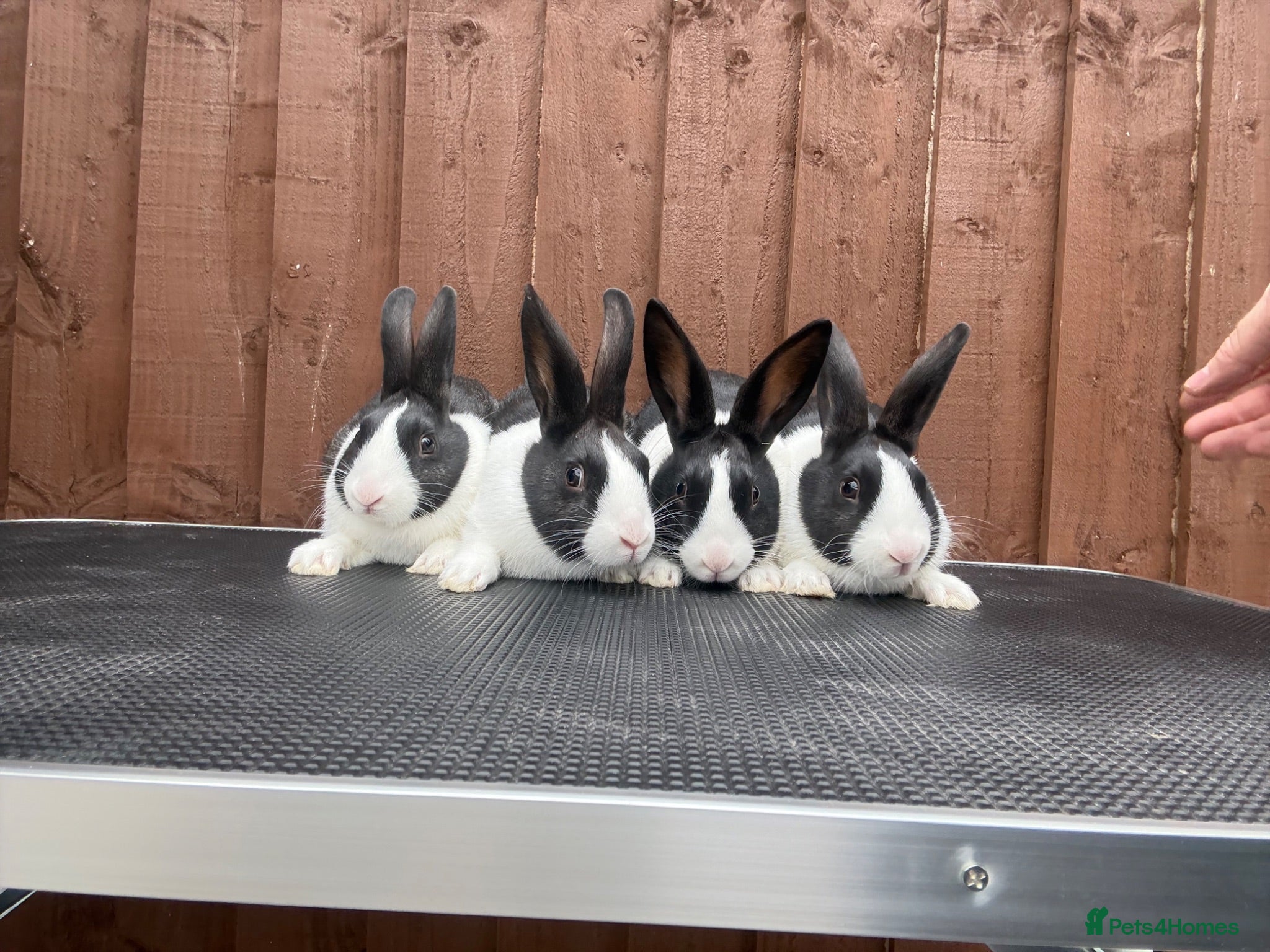 Dutch rabbits Baby Dutch Rabbits For Sale  - Advert 4