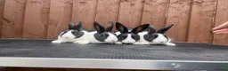 Dutch rabbits for sale: Baby Dutch Rabbits For Sale  - Advert 1