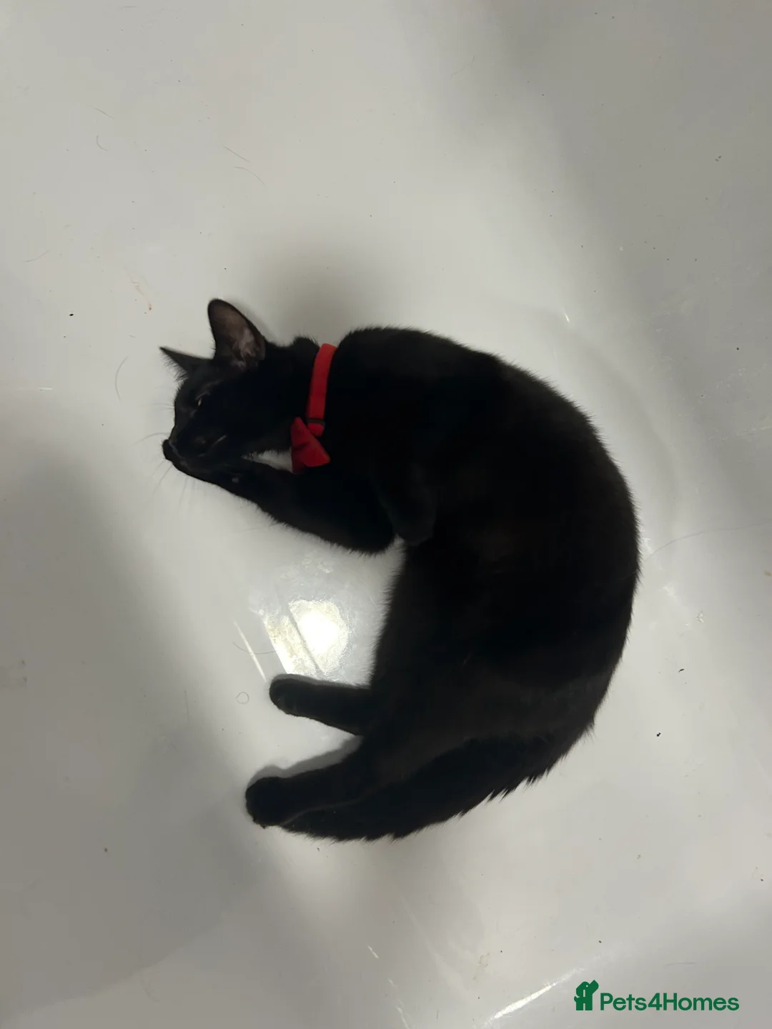 Domestic Shorthair cats for sale: Black female cat in Manchester - Advert 2