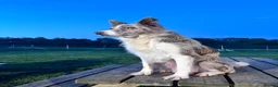 Bordoodle dogs for sale: Border doodle puppies - Advert 3
