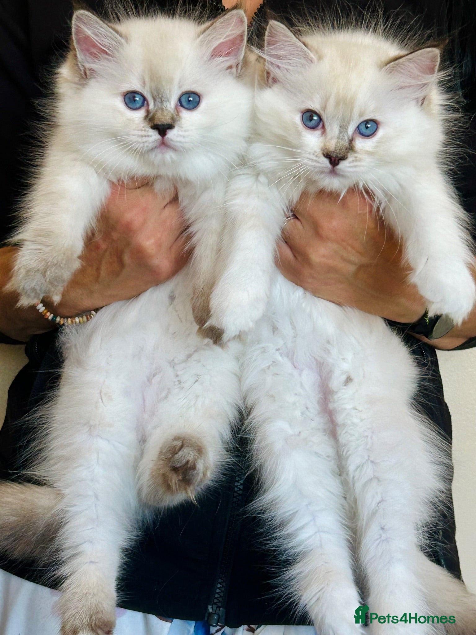 Ragdoll cats Stunning GCCF reg kittens, reputable breeder - Advert 2
