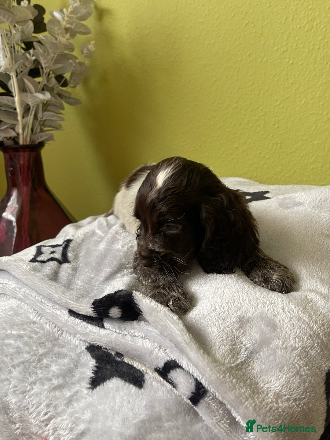 Cocker Spaniel dogs for sale: KC Show Chocolate Roan Boy! - ready 5th October!! - Image 26