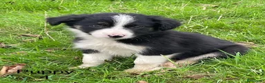 Border Collie 4