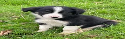 Border Collie dogs for sale: Farm bred border collie puppies - Advert 12