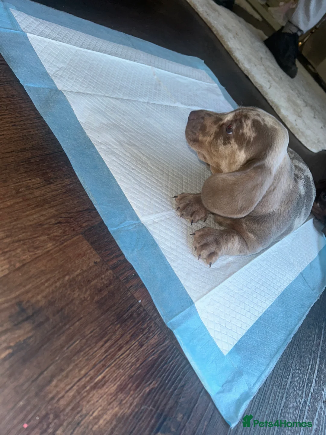 Miniature Dachshund dogs for sale: Miniature Dachshund Puppies - Advert 5