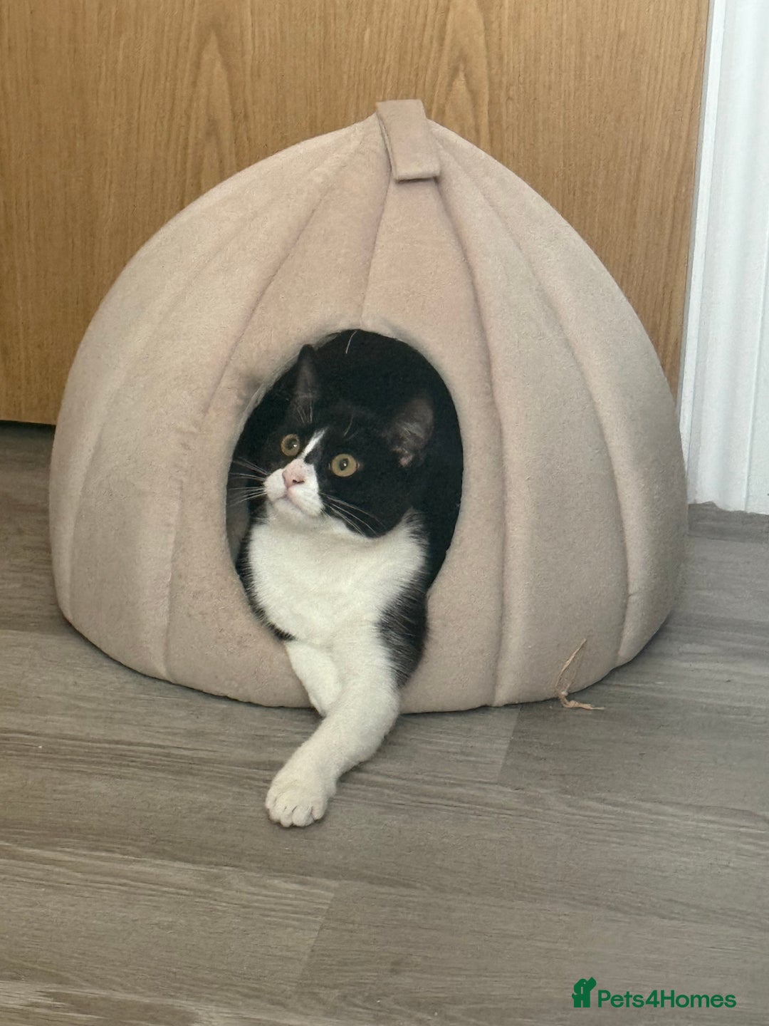 British Shorthair cats for sale: Nala 1 year old Kitten  - Image 8