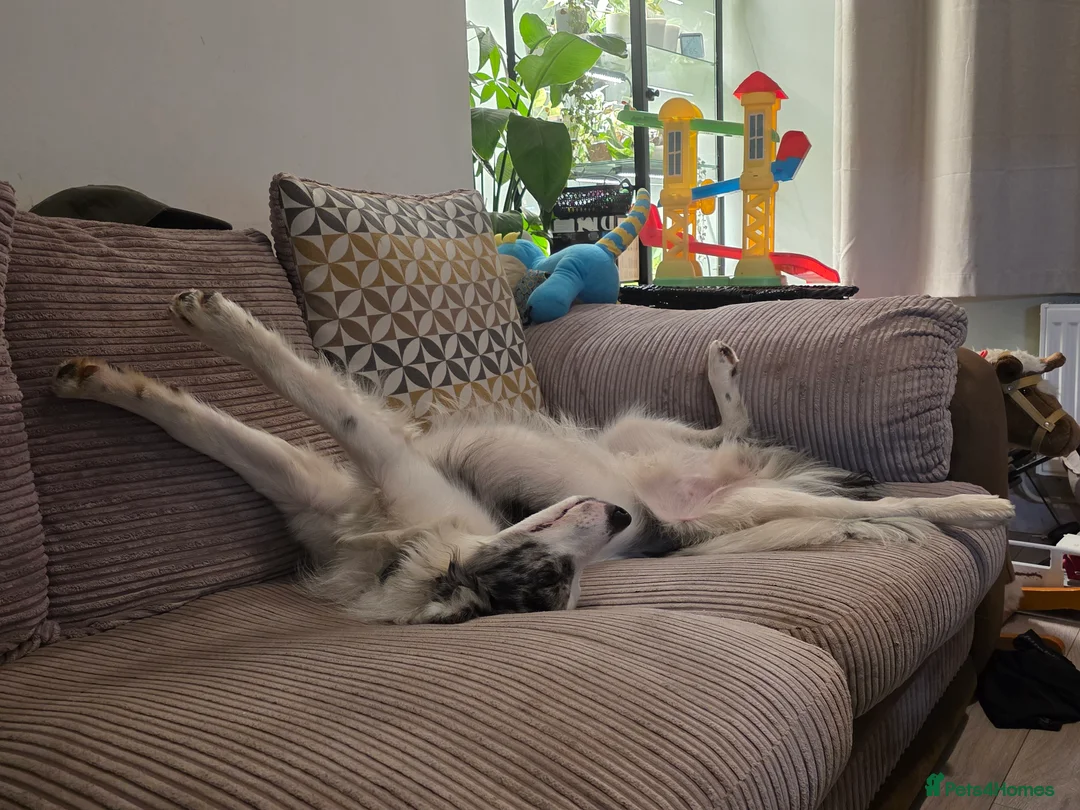 Border Collie dogs for sale: Marshall Blue merle border collie - Advert 2