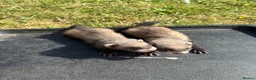 Ferret rodents for sale: Ferrets for sale  in Mansfield - Advert 5