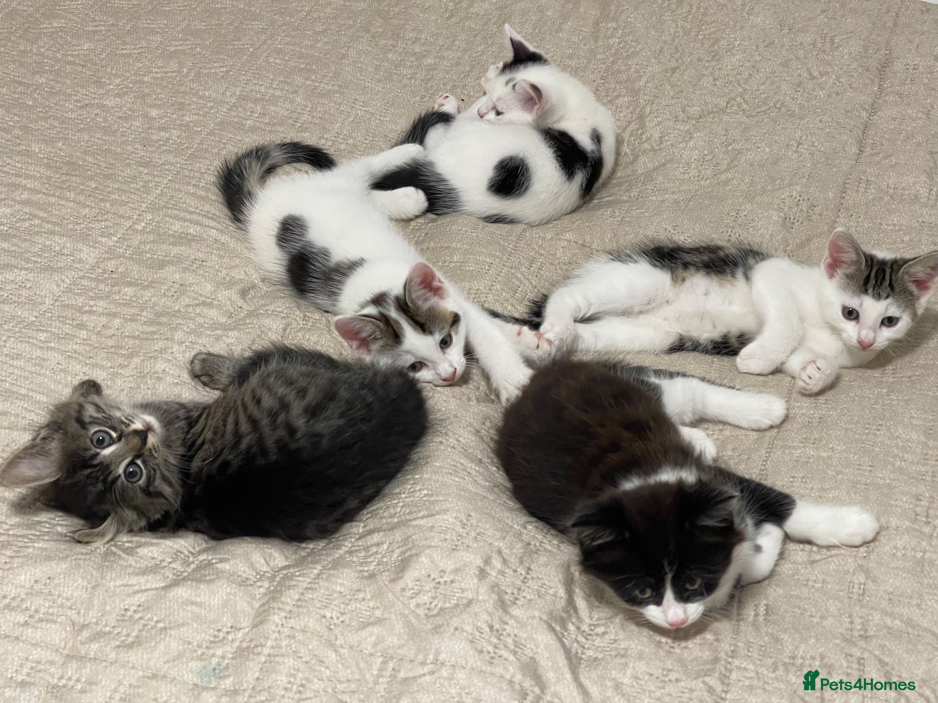 Mixed Breed cats 5 baby ready to be rehomed  - Advert 1