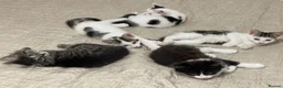 Mixed Breed cats for sale: 5 baby ready to be rehomed  - Advert 1