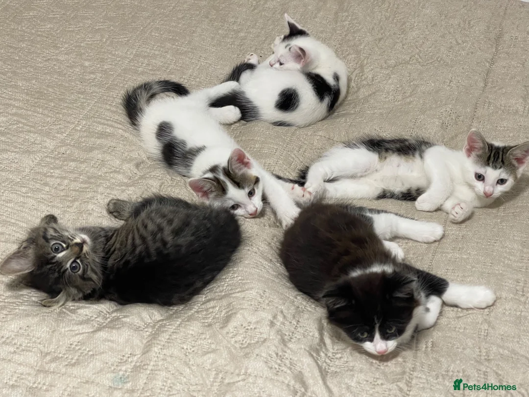 Mixed Breed cats for sale: 5 baby ready to be rehomed  - Advert 1