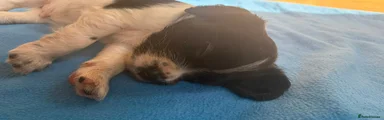 Cocker Spaniel 3
