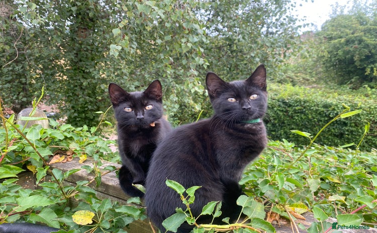 Mixed Breed cats - Advert 6
