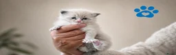 Ragdoll cats for sale: 9 beautiful ragdoll kittens  - Advert 9