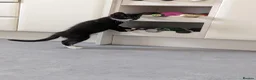 Domestic Shorthair cats for adoption: Bonded Rescue Kittens Looking for a Forever Home - Advert 4