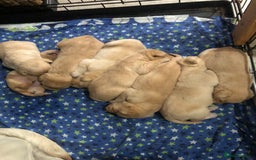 Labrador Retriever dogs for sale: Labrador pups - Image 1