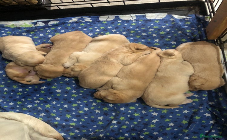 Labrador Retriever dogs - Advert 1