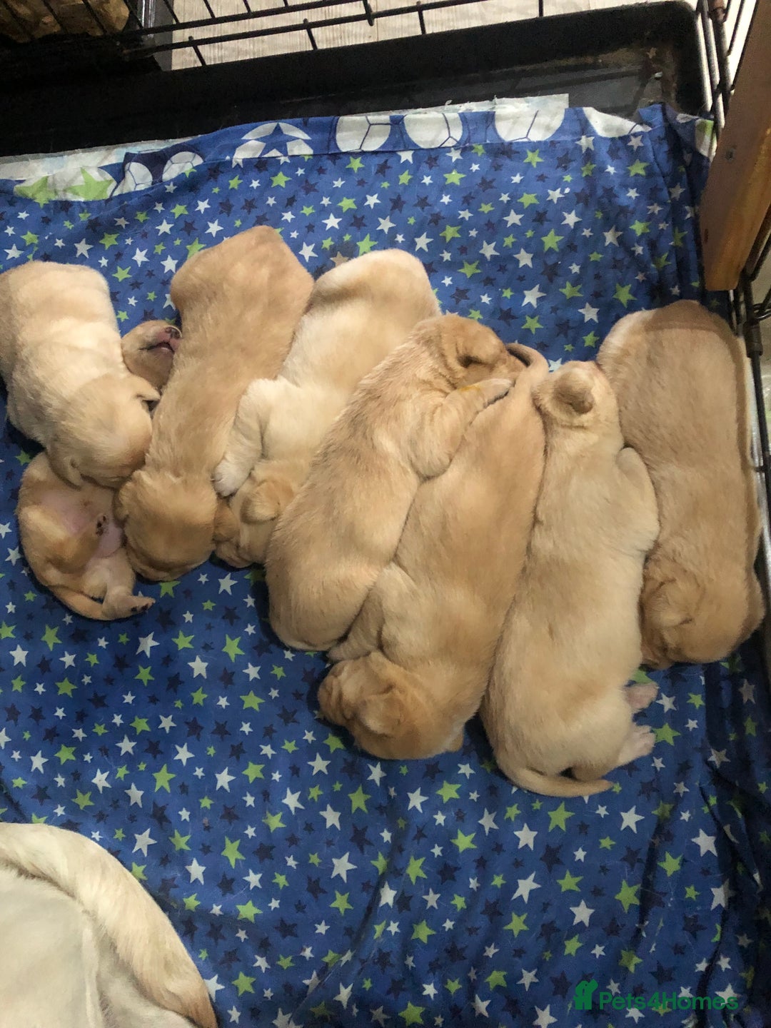 Labrador Retriever dogs for sale: Labrador pups - Image 1