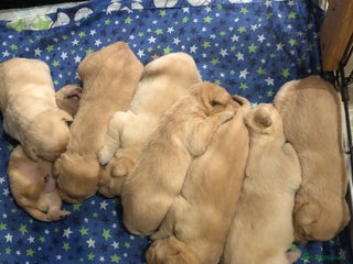 Labrador Retriever dogs - Advert 36