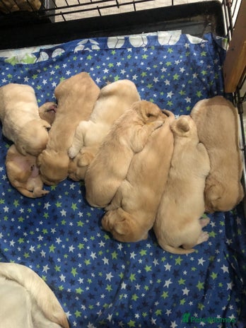 Labrador Retriever dogs - Advert 2