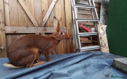 Belgian Hares rabbits for sale: BELGIAN HARE - Image 5