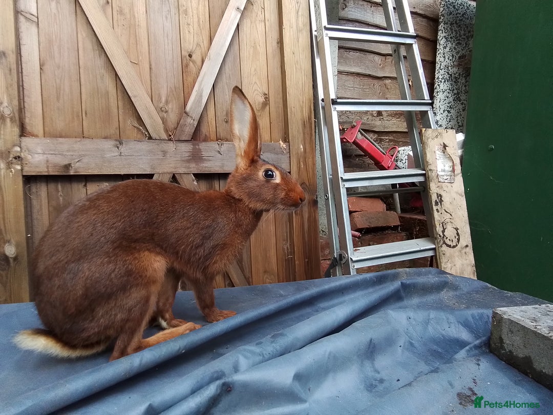 Belgian Hares rabbits for sale: BELGIAN HARE - Image 5